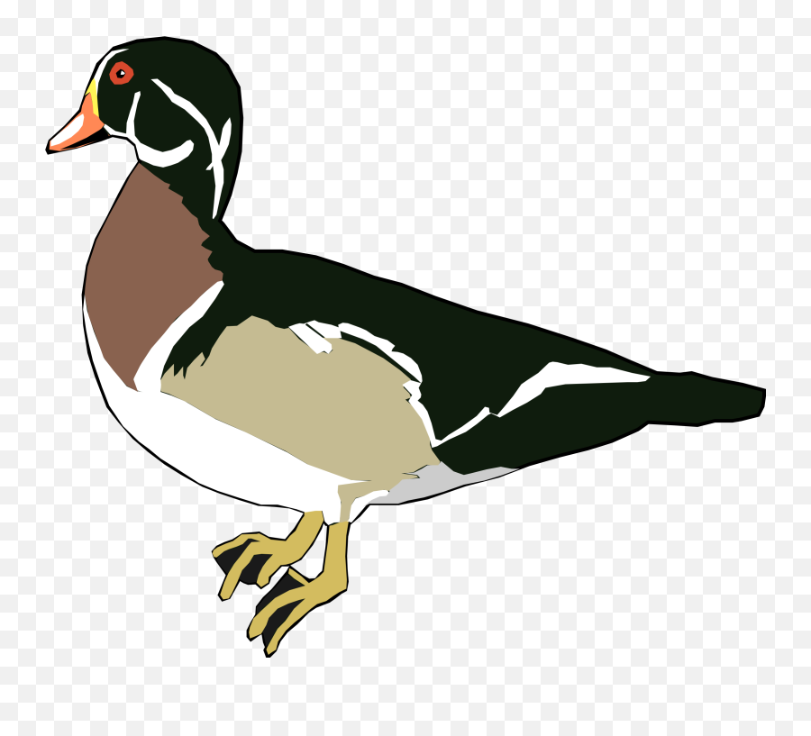 Colorful Drawing Of The Duck Clipart - Wood Ducks Png Cartoon Emoji,Duck Clipart