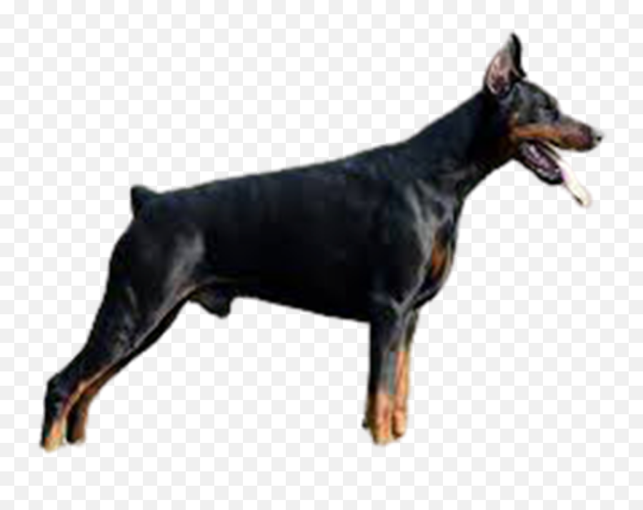 Dog Png Clipart See More - Rottweiler Emoji,Dog Png