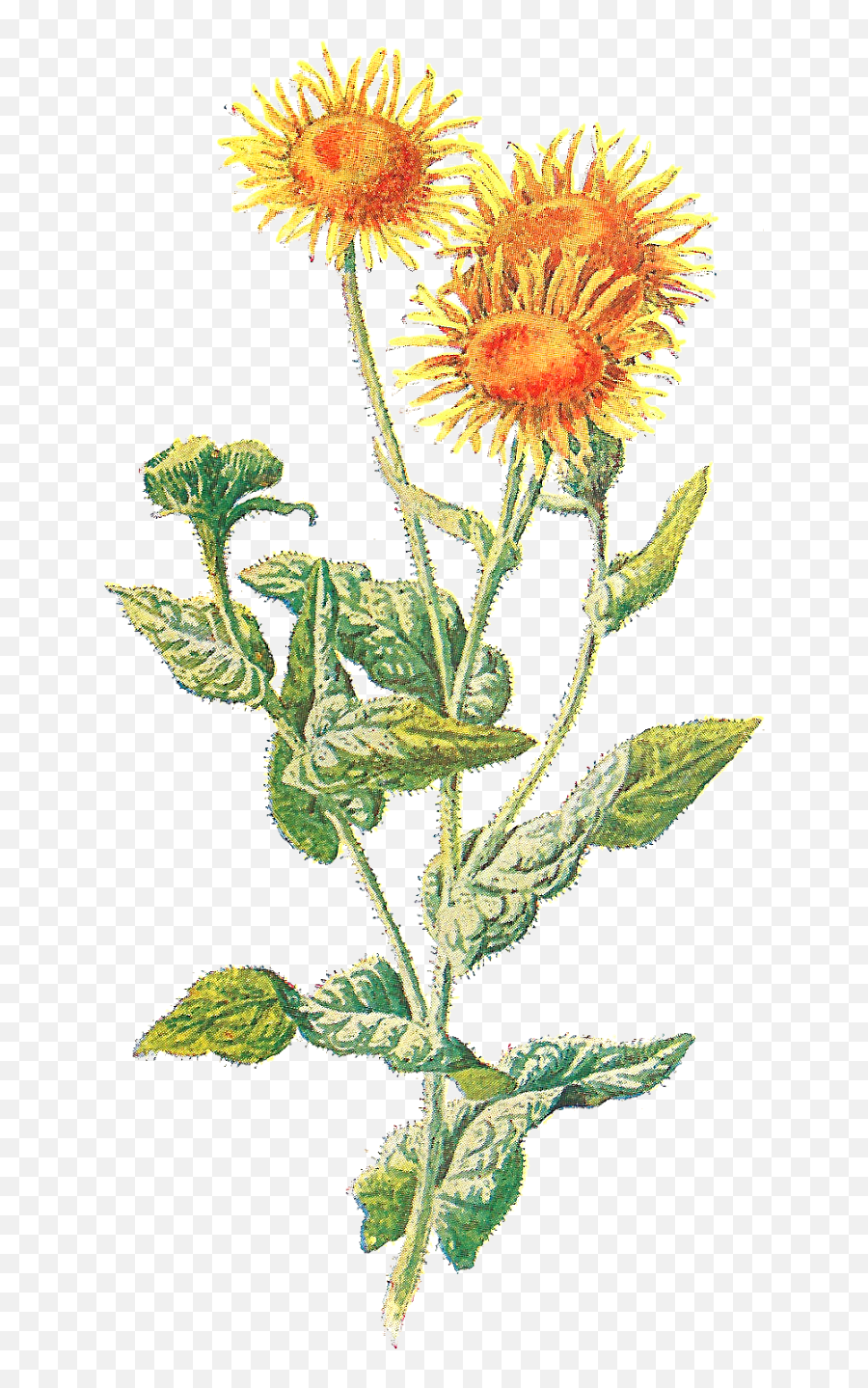 Download Sunflowers Clipart Vintage - Wild Flower Vintage Sunflowers Emoji,Sunflowers Clipart