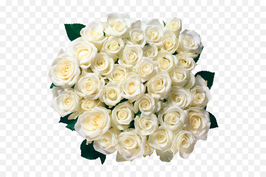 White Roses Border Png Png - White Rose Bookey Png Emoji,Rose Border Png