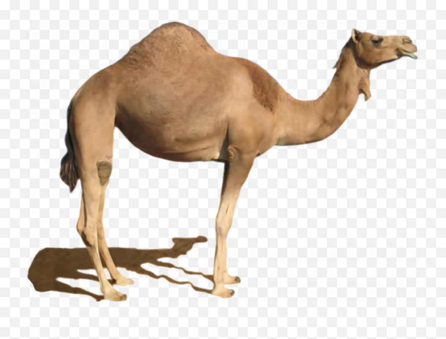 Camel Png High Quality Image - Camel Images Hd Png Emoji,Camel Logo
