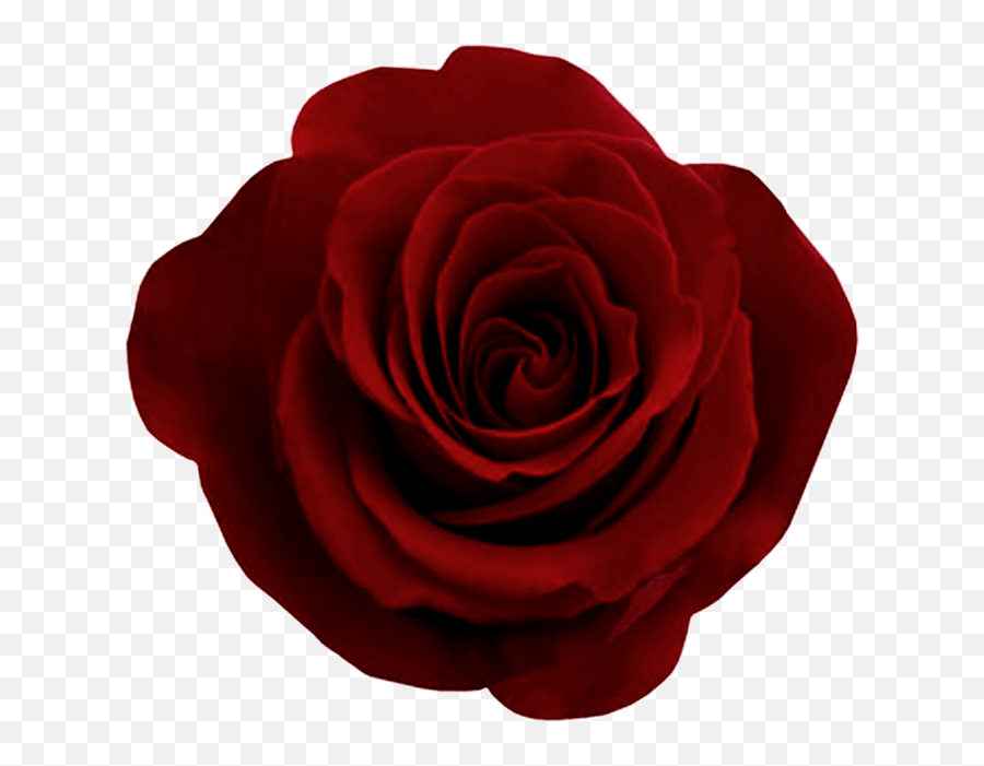 Rose Png Flower Transparent - Rose Flower Transparent Emoji,Flower Transparent