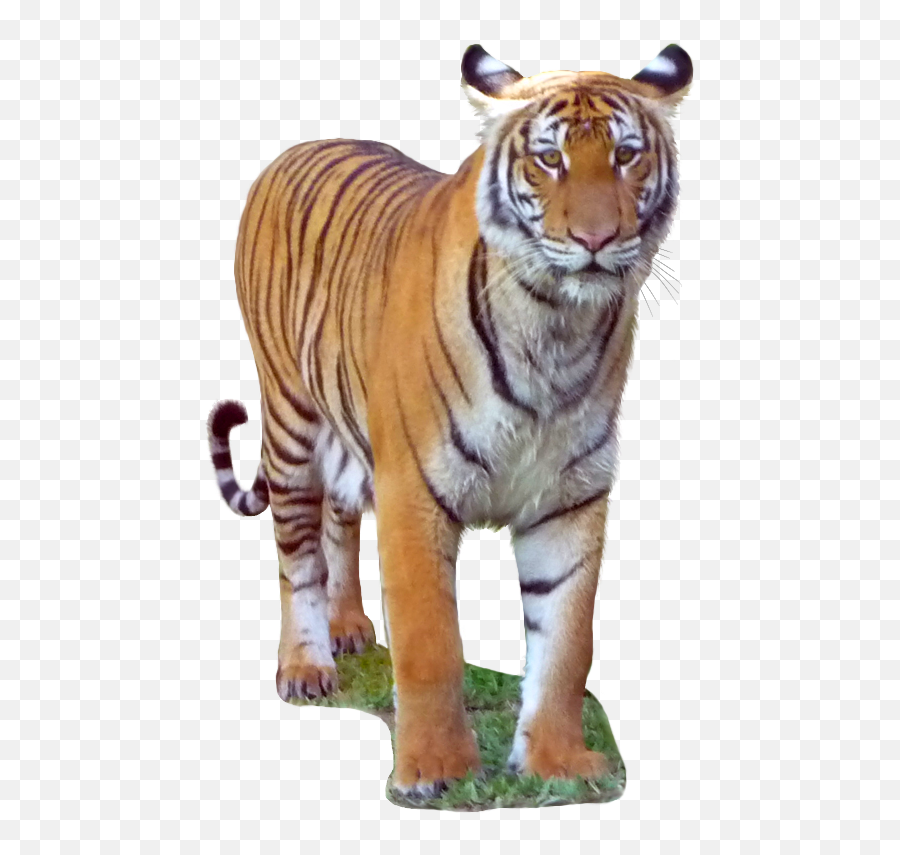 Malayan Tiger Transparent Background - Bengal Tiger Emoji,Tiger Transparent Background