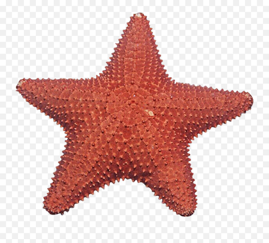 Starfish Png - East National Park Emoji,Stars Transparent Background