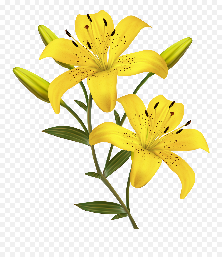 Picture - Yellow Lily Png Emoji,Easter Lily Clipart