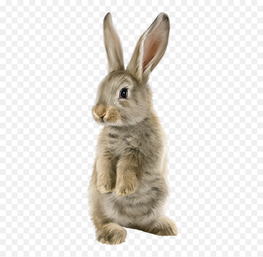 Lapinrabbittubespng Animal Clipart Rabbit Clipart - Rabbit Lapin Png Emoji,Rabbit Clipart
