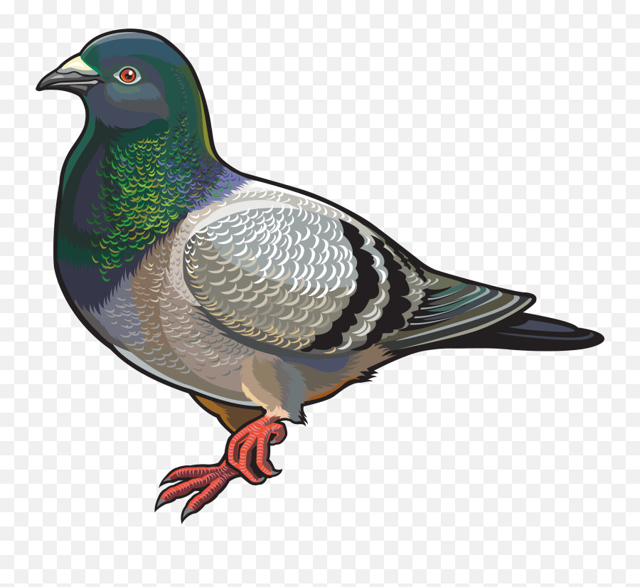 Pigeon Clipart - Transparent Pigeon Clipart Emoji,Pigeon Clipart