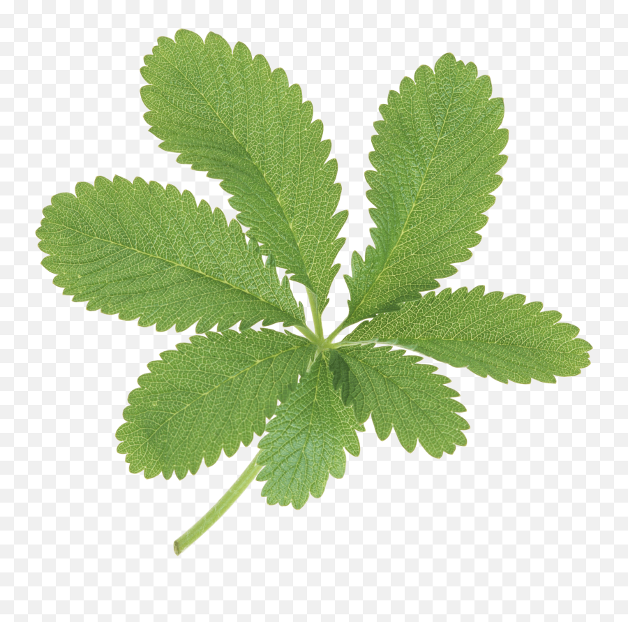 Large Green Leaves Pnglib U2013 Free Png Library - Portable Network Graphics Emoji,Hojas Png