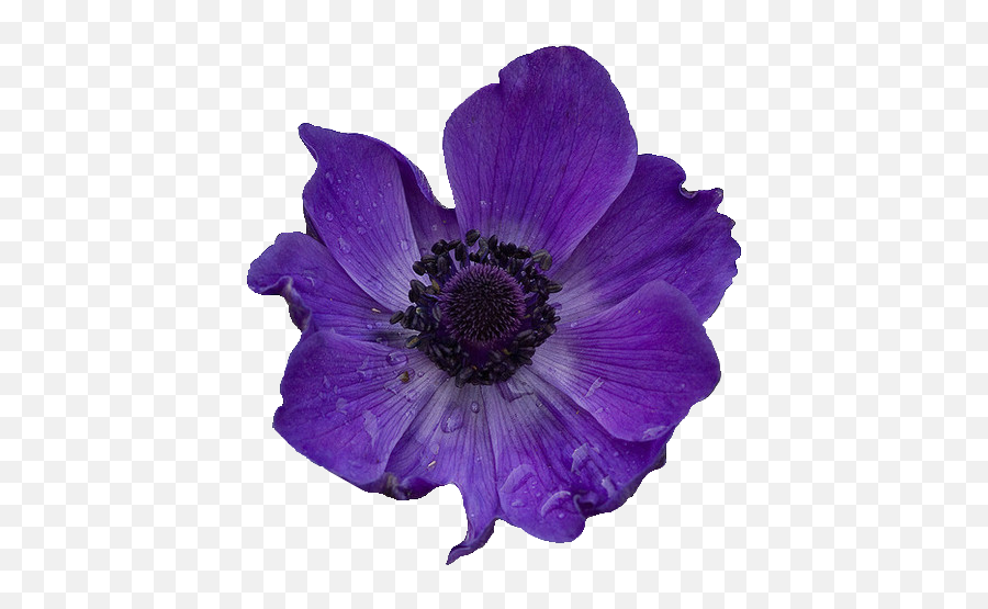 Download Hd Purple Flowers Tumblr Transparent Purple Flower - Transparent Purple Flower Emoji,Tumblr Flowers Transparent