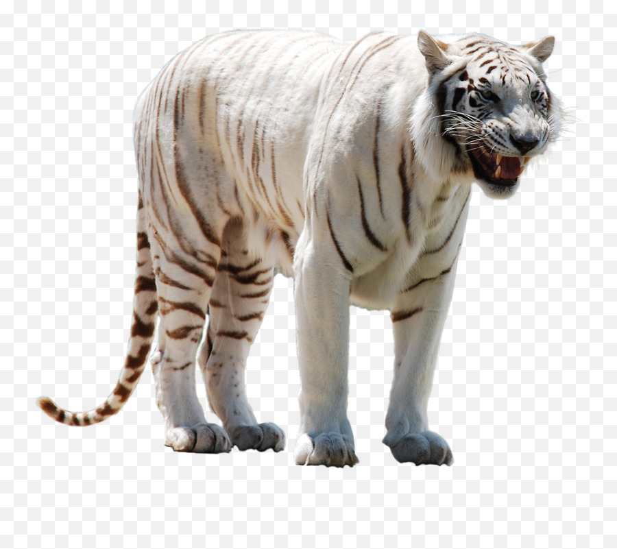 White Tiger Picture Png Transparent - Transparent White Tiger Png Emoji,Tiger Transparent Background