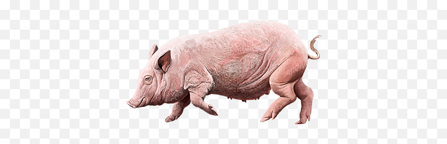 File202103 Pigpng - Wikimedia Commons Emoji,Piglet Png
