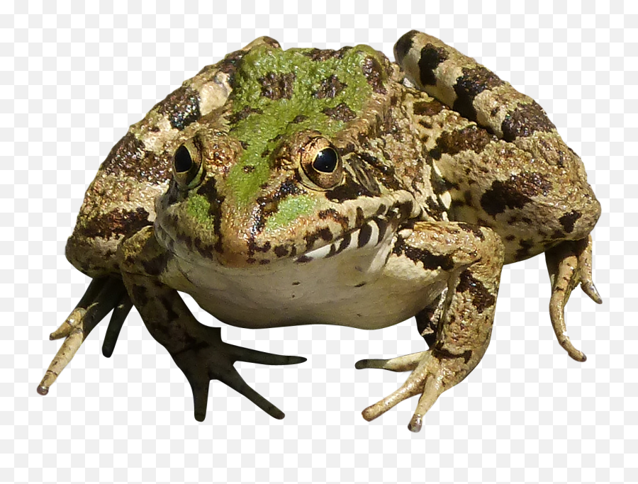 Hd Frog Png Transparent Png Image - Frog Png Transparent Background Emoji,Frog Png