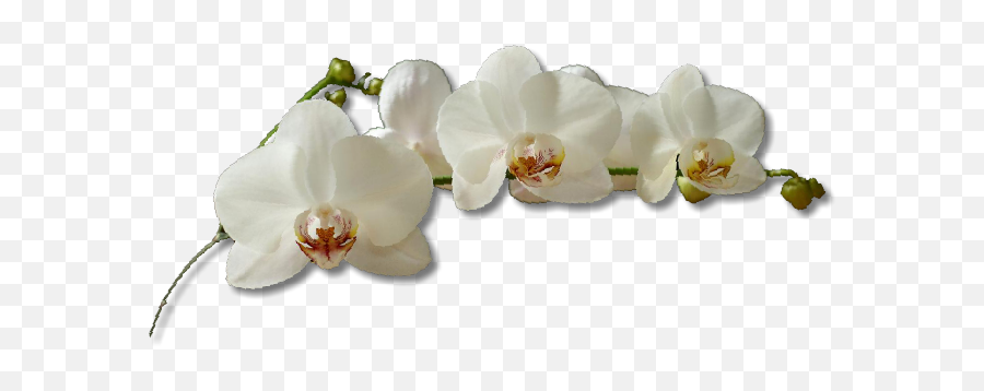 Download White Orchid Flower Png Image With No Background Emoji,Orchid Transparent Background