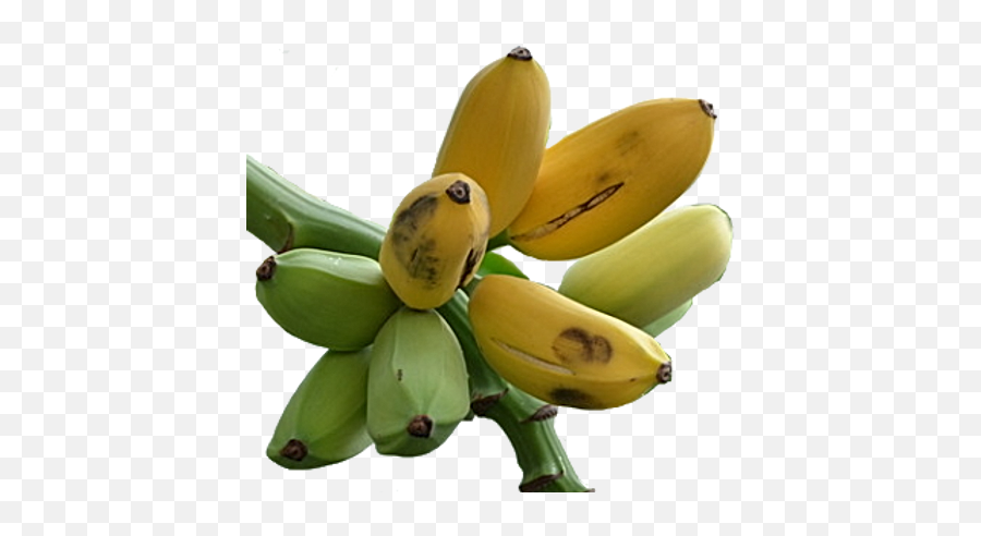 Banana - Manzano Tucson Tropicals Emoji,Bananas Transparent