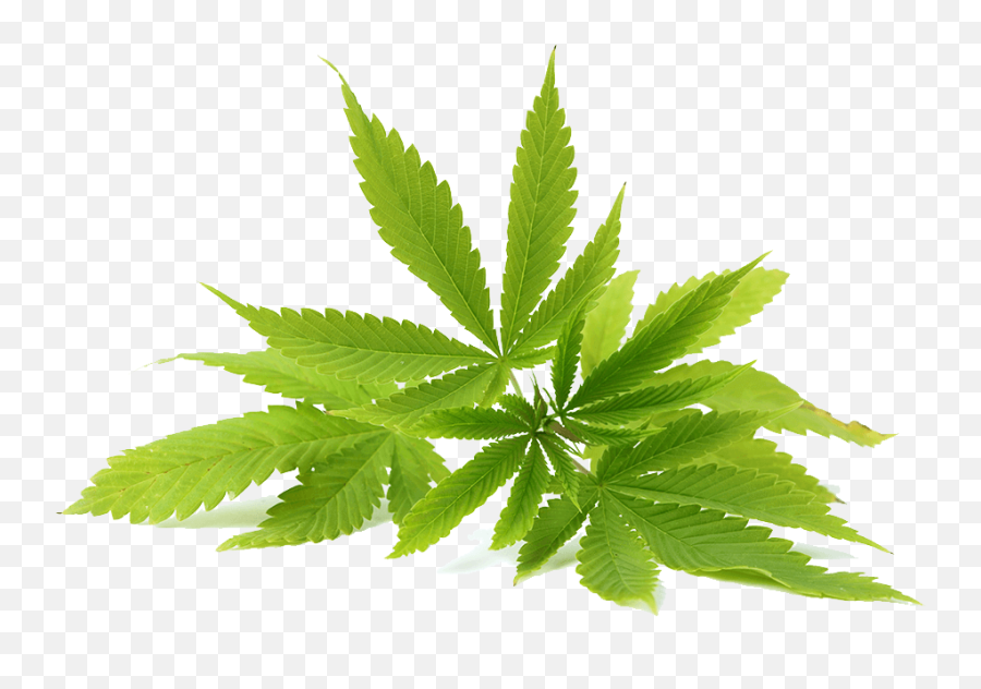 Cannabis Leaf Png - Cannabis Leaves Png Emoji,Weed Leaf Png