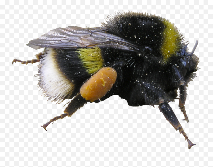 Buff - Tailed Bumblebee Bumblebees Of New Zealand Inaturalist Bumblebees New Zealand Emoji,Bumblebee Png