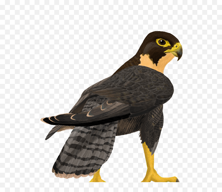 Free Peregrine Falcon Png Clipart - Peregrine Falcon Clipart Png Emoji,Falcon Clipart