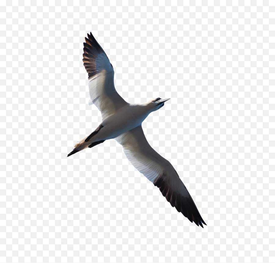 Download Free Birds Transparent Images - Png Live Northern Gannet Emoji,Bird Transparent Background