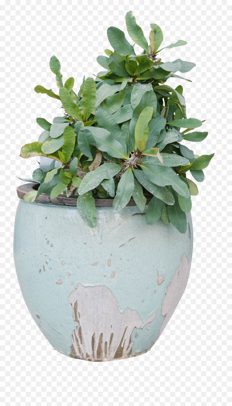 Download Free Png Plant In Blue Vase Transparent Background - Echeveria Emoji,Plant Transparent Background