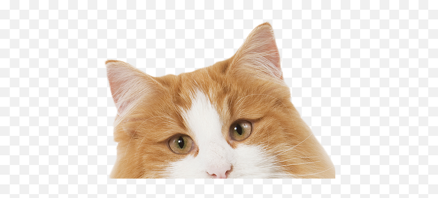 Download Prrrrrrrrrrrr - Real Cat Clipart Png Image With No Emoji,Fluffy Cat Clipart