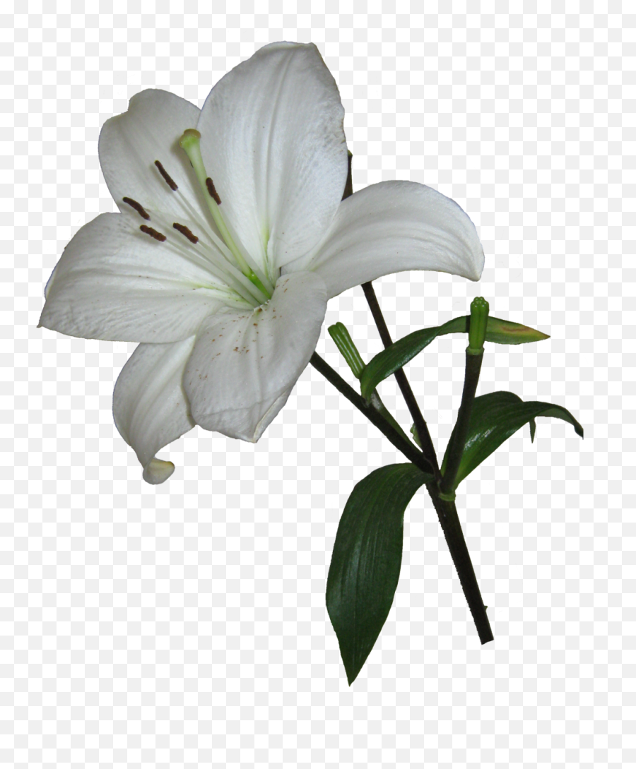 Picture - Transparent Background Easter Lily Png Emoji,Easter Lily Clipart
