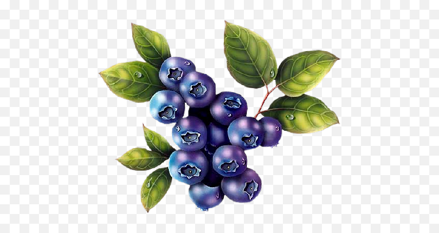 Wild Blueberry Clipart Transparent Png - Wild Blueberries Png Transparent Emoji,Blueberry Clipart