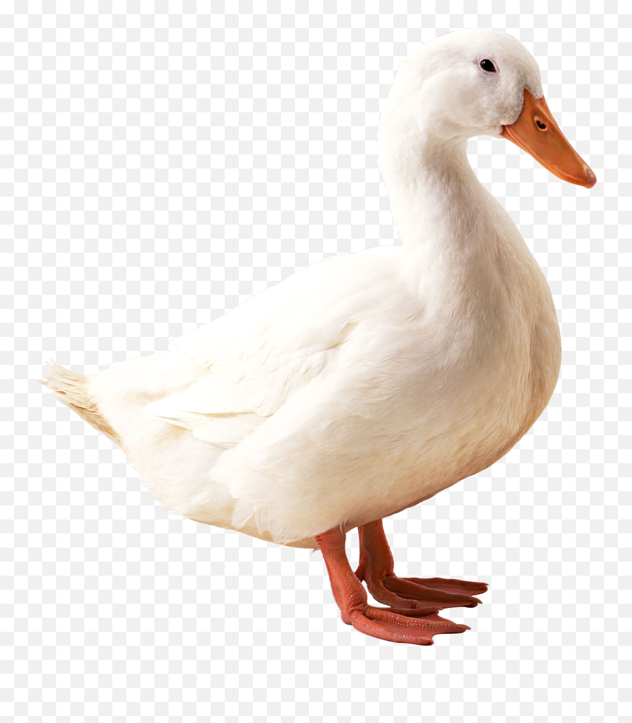 White Duck Clipart Hd - Duck Png Emoji,Duck Clipart