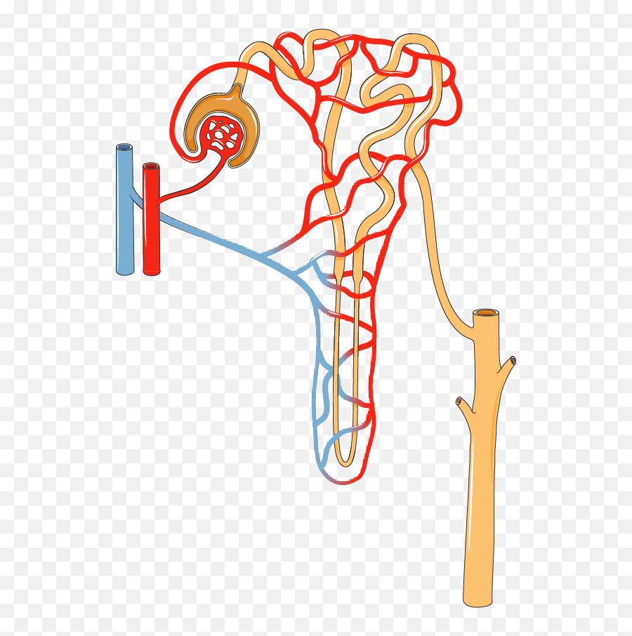 Kidney Clipart Urinary System Kidney Urinary System - Nephron Transparent Emoji,Kidney Clipart