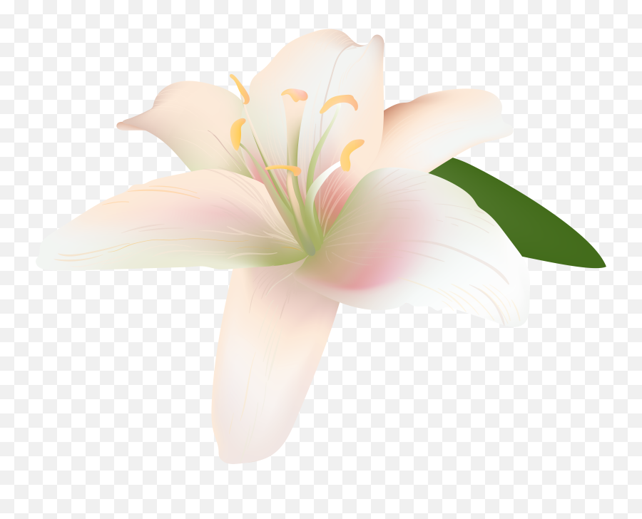 Lily Clipart Summer Flower Lily Summer Flower Transparent Emoji,Lily Clipart