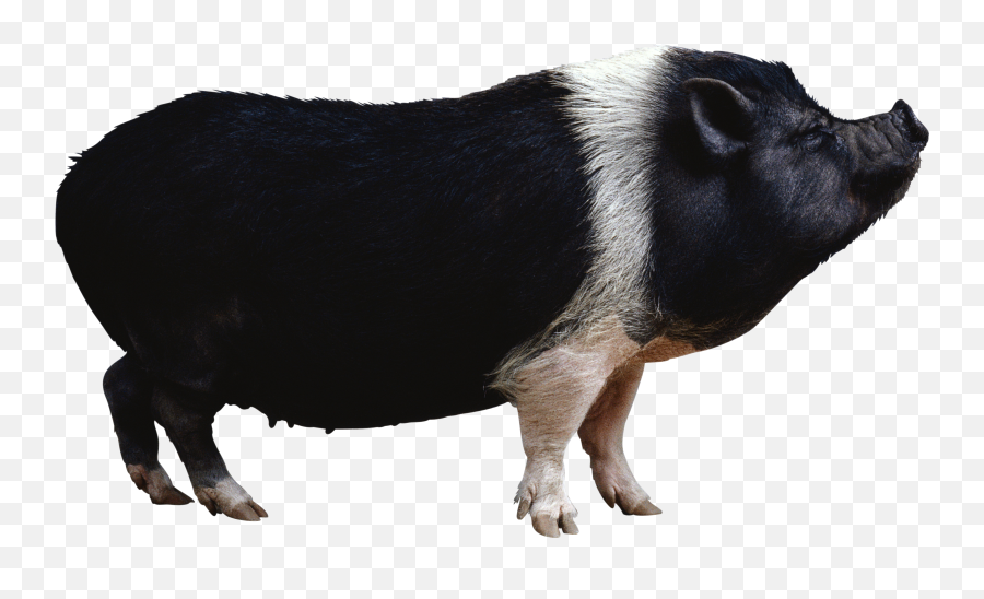 Black Pig Png Image - Black Pig Png Emoji,Pig Transparent