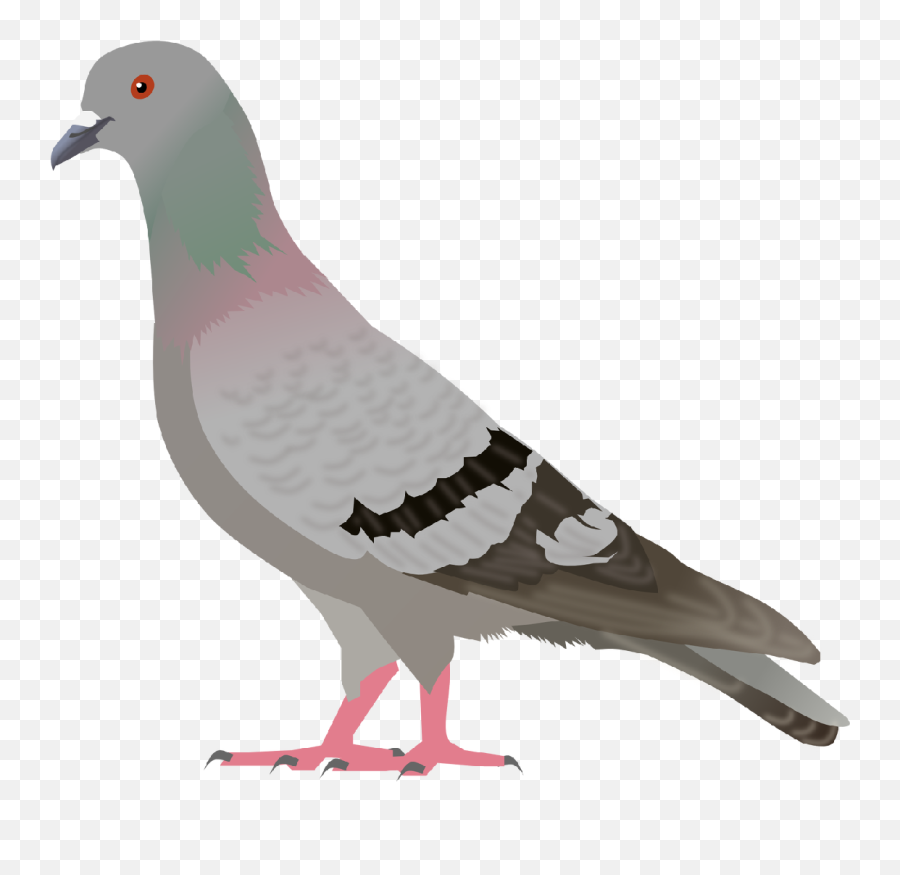 Pigeon Clipart Free Images 2 Image - Clipart Images Of Pigeon Emoji,Pigeon Clipart