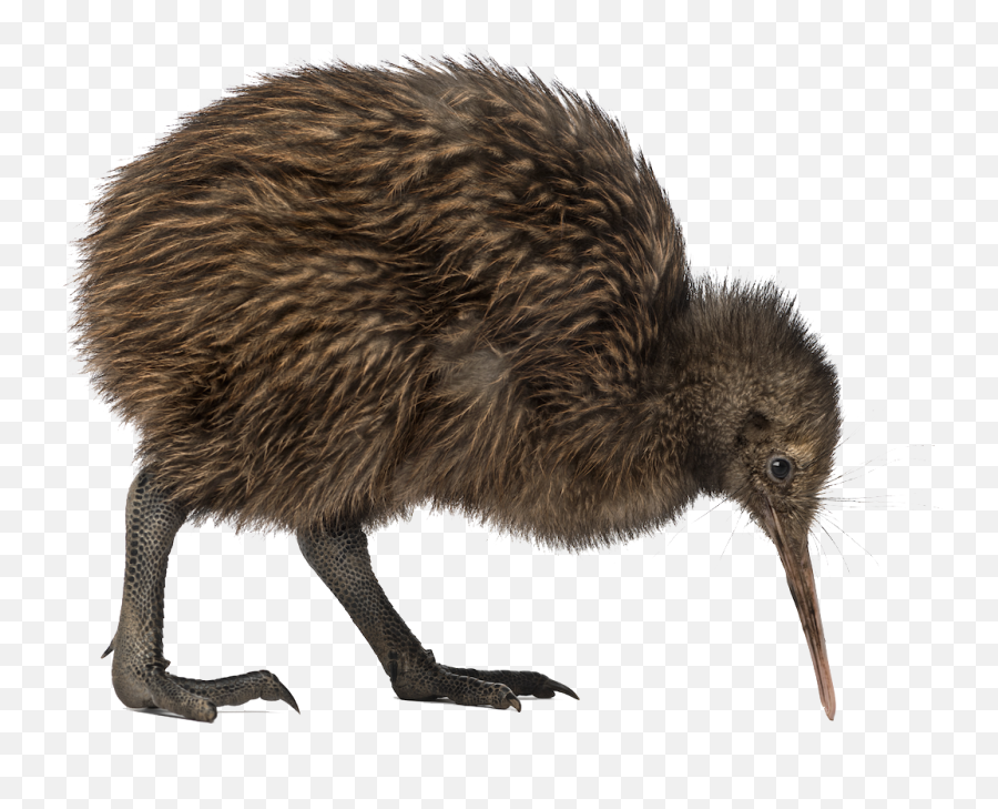 Download Kiwi Bird Image Hq Png Image Freepngimg - Kiwi Bird Png Transparent Emoji,Bird Transparent Background