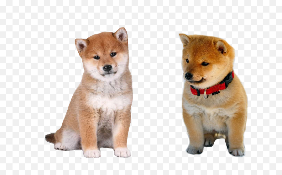 Actual Baby Doge And Cheems Pngs Are - Shiba Inus So Cute Emoji,Doge Transparent Background