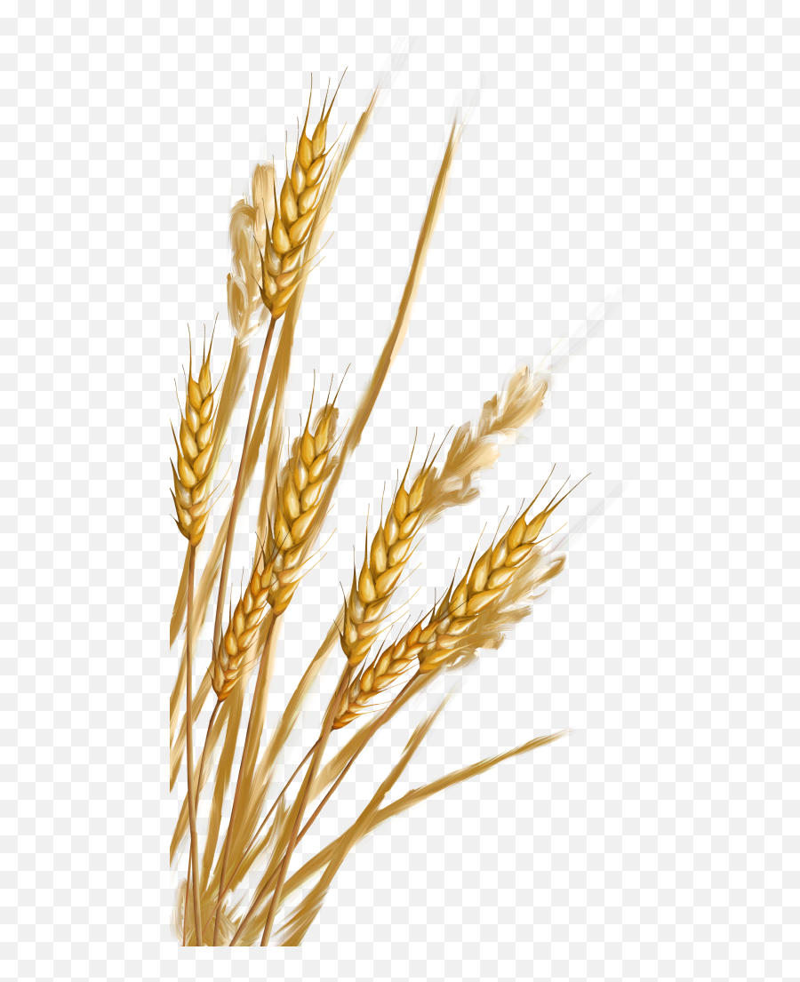Download Wheat Png Image For Free - Png Emoji,Wheat Png