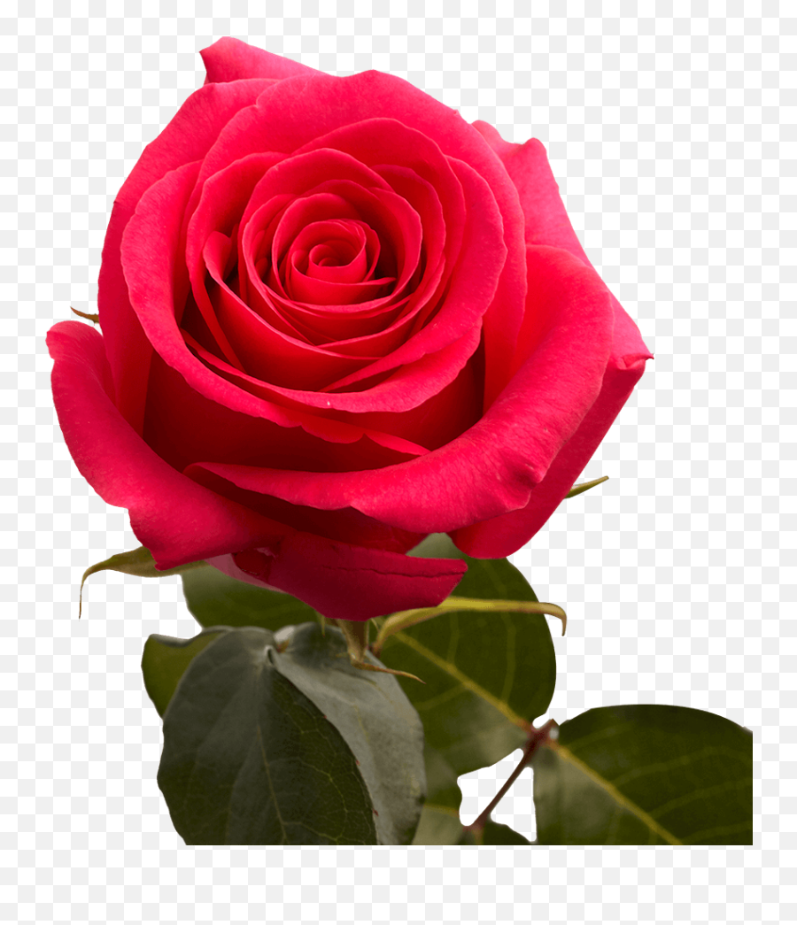 Choose Your Quantity Of Roses Globalrose Emoji,Red Rose Transparent Background