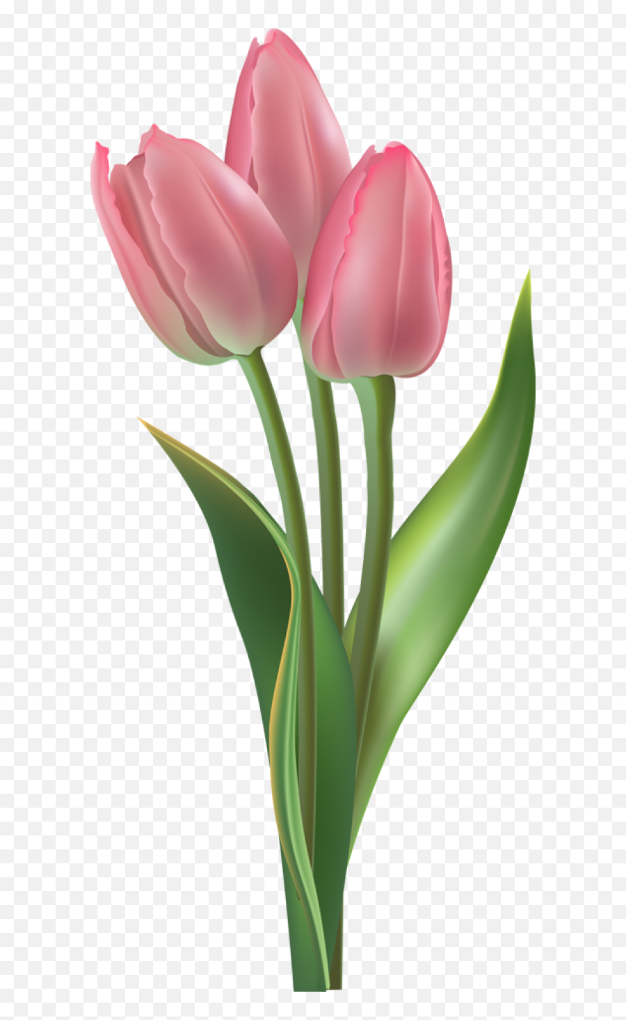 Clipart Easter Tulip Clipart Easter Tulip Transparent Free - Transparent Background Tulip Png Emoji,Tulip Clipart