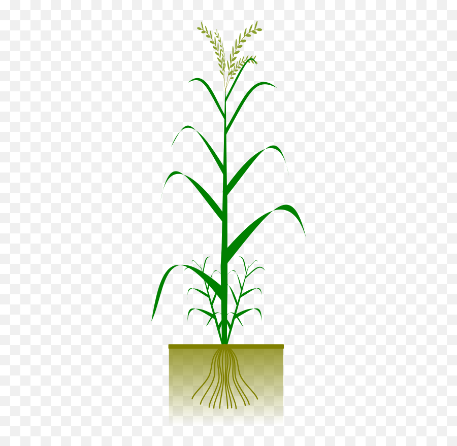 Cereal Plant - Vertical Emoji,Cereal Clipart