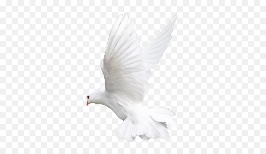 Pigeon Png Free Download - White Bird Transparent Background Bird Png For Editing Emoji,Bird Transparent Background