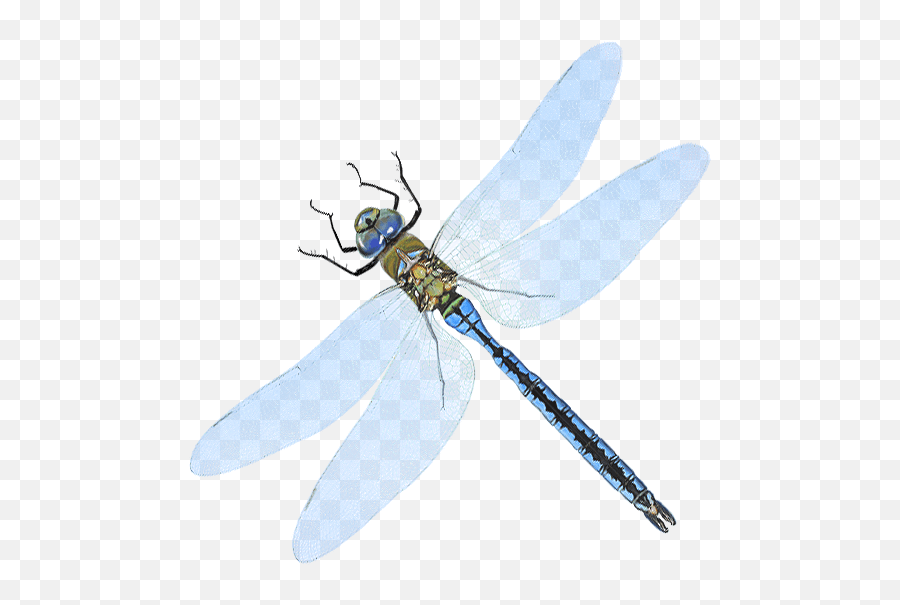 Dragonfly Aerospace - Optical Payloads For Satellites Parasitism Emoji,Dragonfly Logo