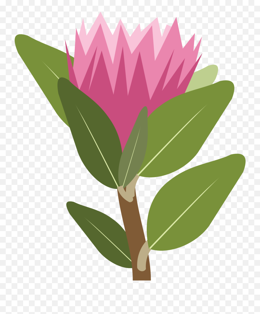 Free Protea Flower 1190663 Png With Transparent Background - Protea Flower Vector Png Emoji,Flower Png Transparent