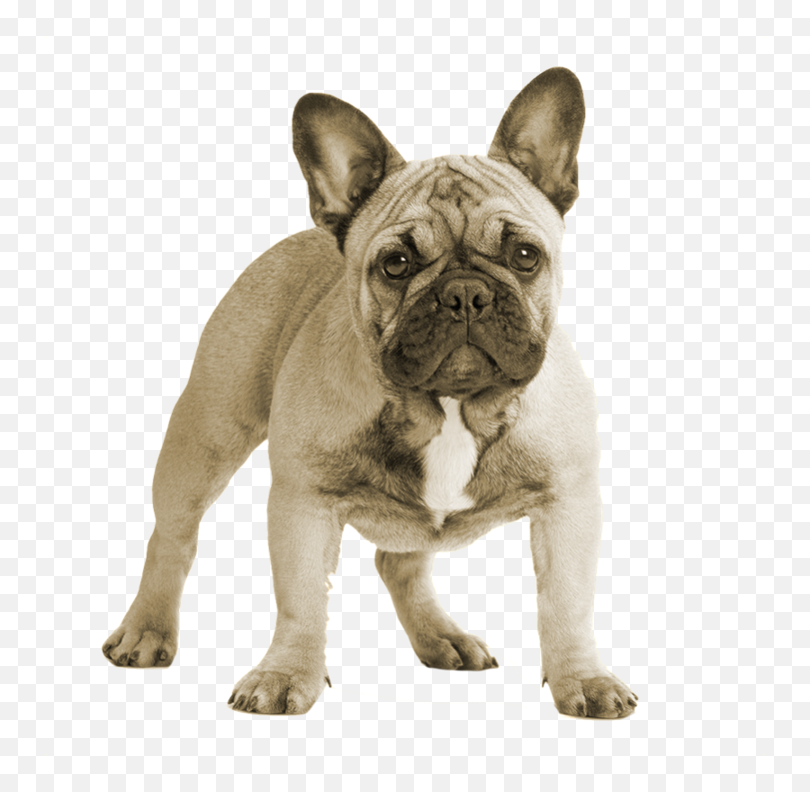 Cute French Bulldog Png Emoji,Bulldog Png