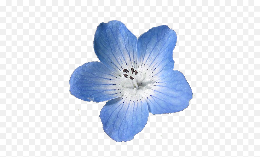 Transparent Flowers Flowers Blue Fl 747165 - Png Blue Flower Transparent Background Emoji,Tumblr Flowers Transparent