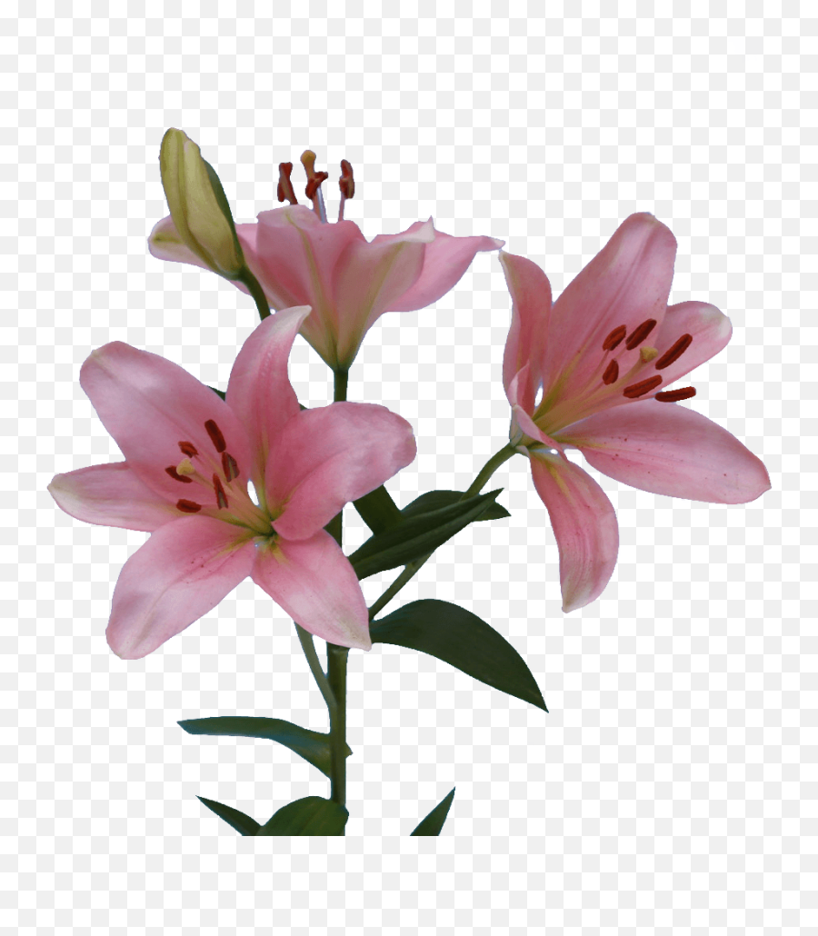 Pink Asiatic Lilies Emoji,Lilies Png