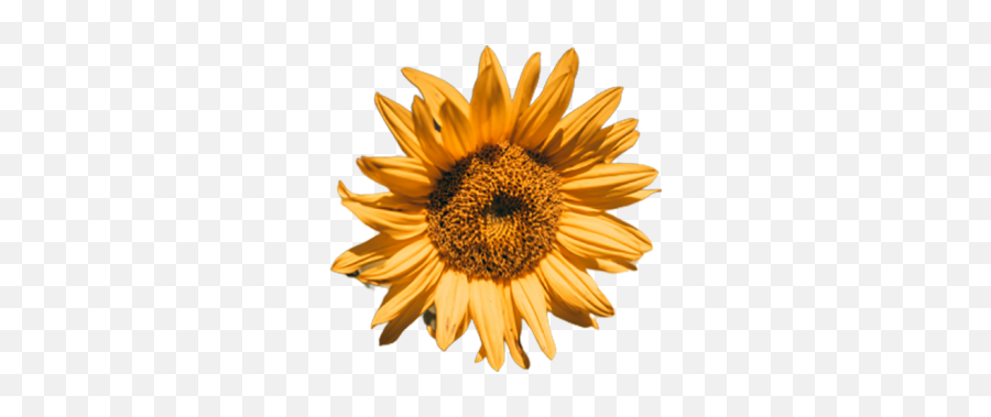 Full Hd Sunflower Transparent Png Emoji,Sunflower Transparent