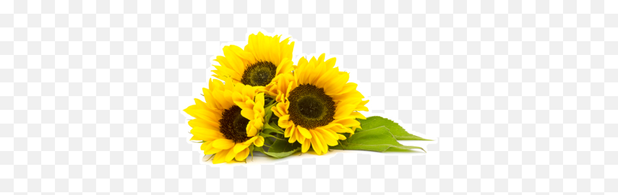 Organic Sunflower Oil Clipart Png Images - 31525 Sunflower Beauty Oil Luxe 45ml Emoji,Sunflowers Clipart