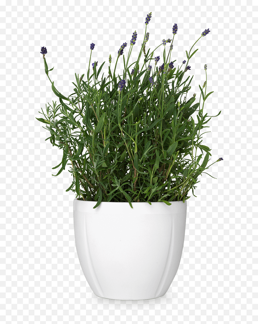 Download Hd Flower Pot Png Transparent Flower Pot - Flower Flower Pot Png Transparent Background Emoji,Plant Transparent Background