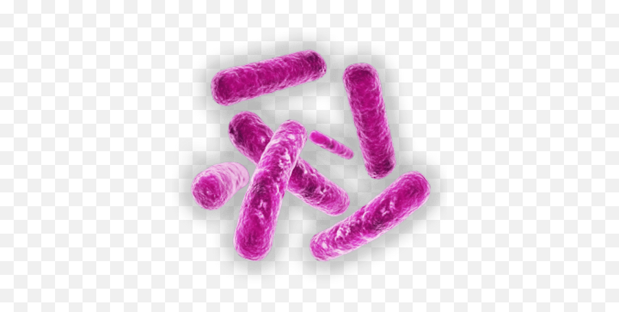 Legionella Bacteria Transparent Png - Stickpng Bacteria E Coli Png Emoji,Bacteria Clipart