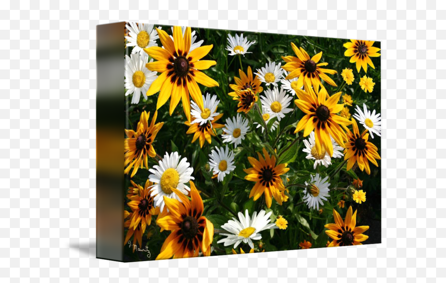 Lovely Daisies And Sunflowers Watercolor Art U0026 Collectibles Emoji,Watercolor Sunflower Png