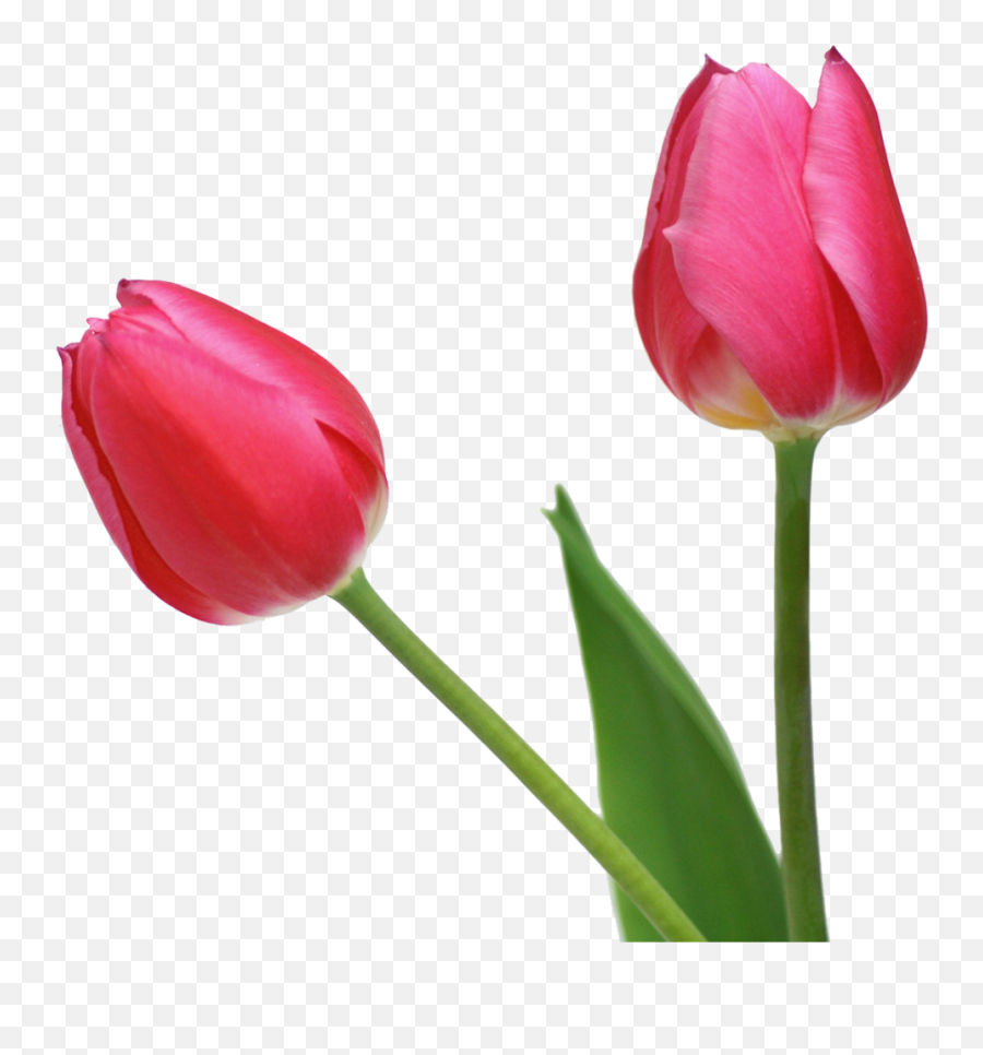 Tulip Clipart - Transparent Tulip Flower Png Emoji,Tulips Clipart