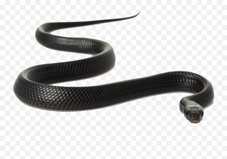 Black Snake Transparent Background - Black Snake With White Background Emoji,Snake Transparent